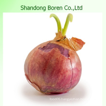 2015 China New Crop Fresh Red Onion